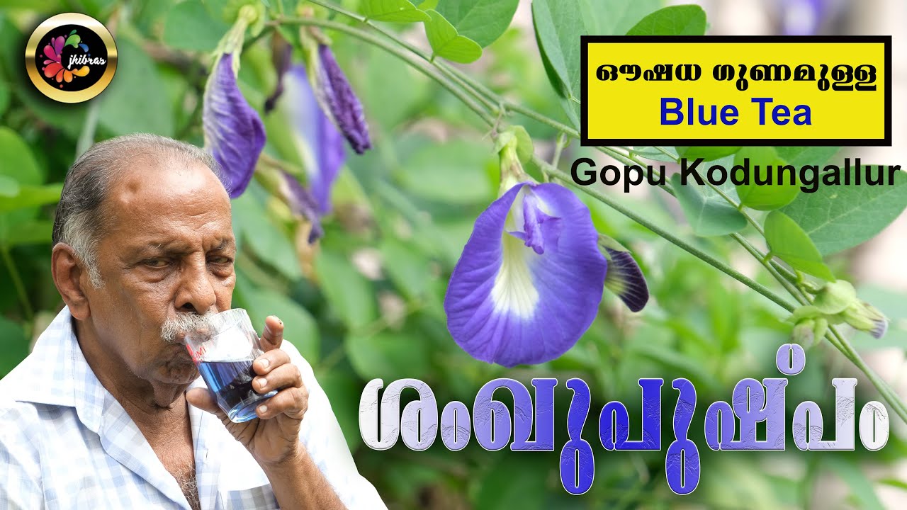 ശംഖുപുഷ്പം, ഔഷധ ഗുണമുള്ള Blue Tea ഉണ്ടാക്കാം / Gopu Kodungallur/ Shankpushpam / blue pea / jhibras