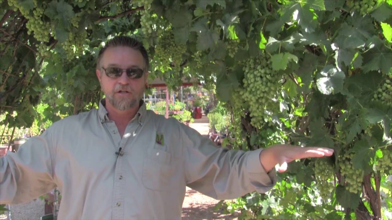 Grapes Grow Easily in Tucson AZ with Ian Clark from Civano Nursery