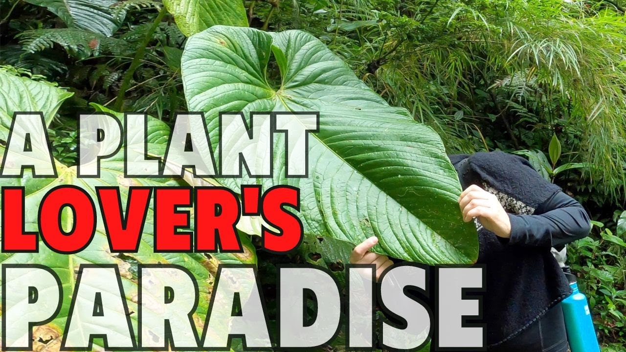 PLANT HIKE - Santa Elena Cloud Forest Reserve