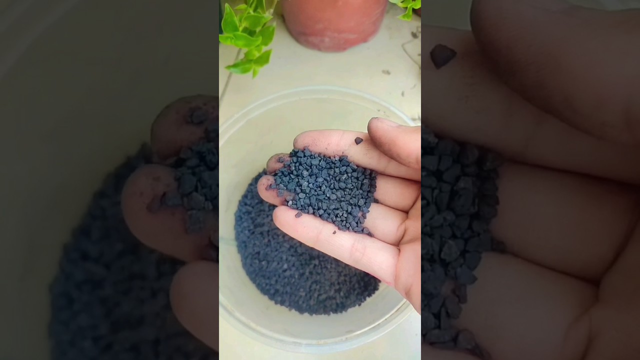 How to use seaweed fertilizer in plants 