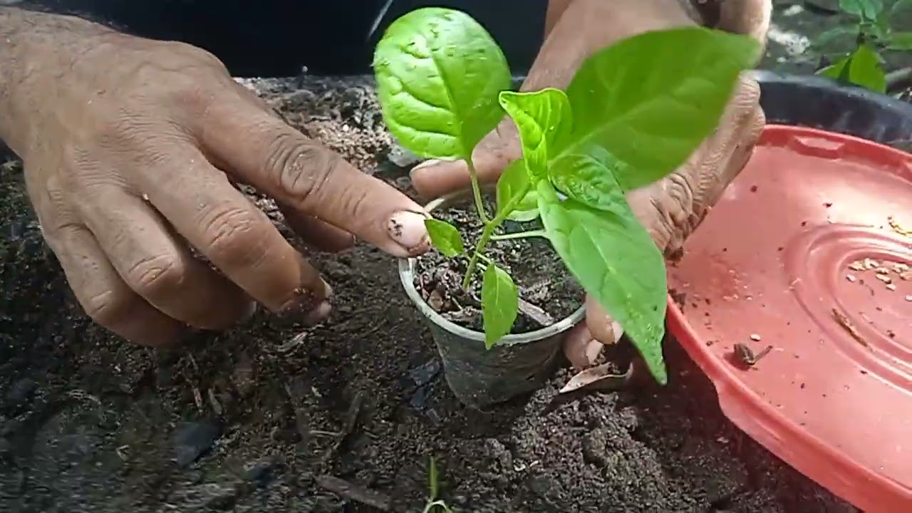 como plantar pimenta processo completo