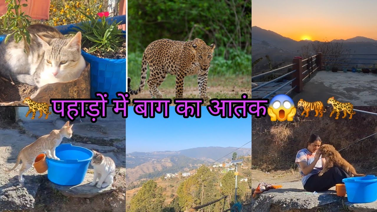 बाग का आतंक इन्ना फेला हुआ है दिन में ही बाग घर के सामने में आ जा रहा है🐆🐅😱😟🐆