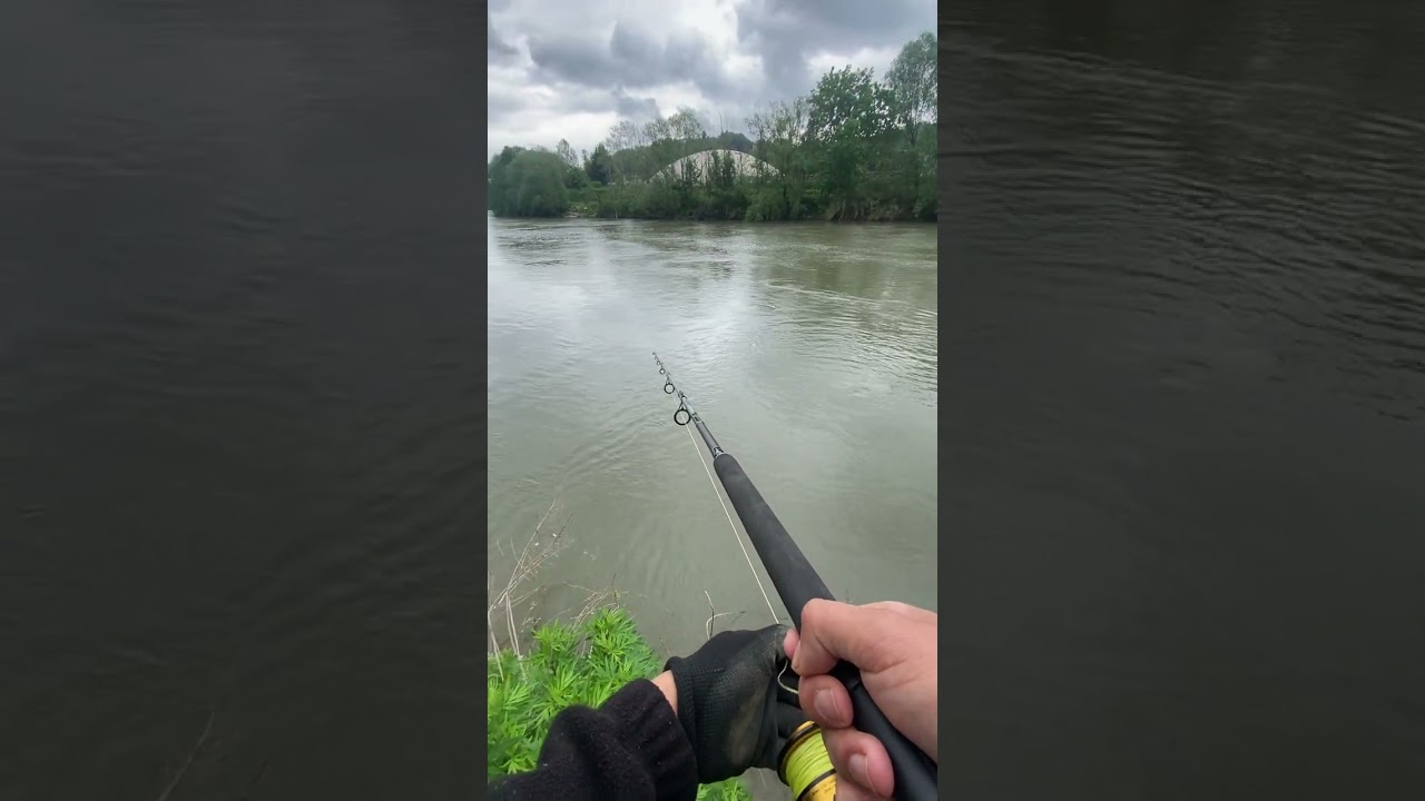 Pesce siluro preso sul po Torino