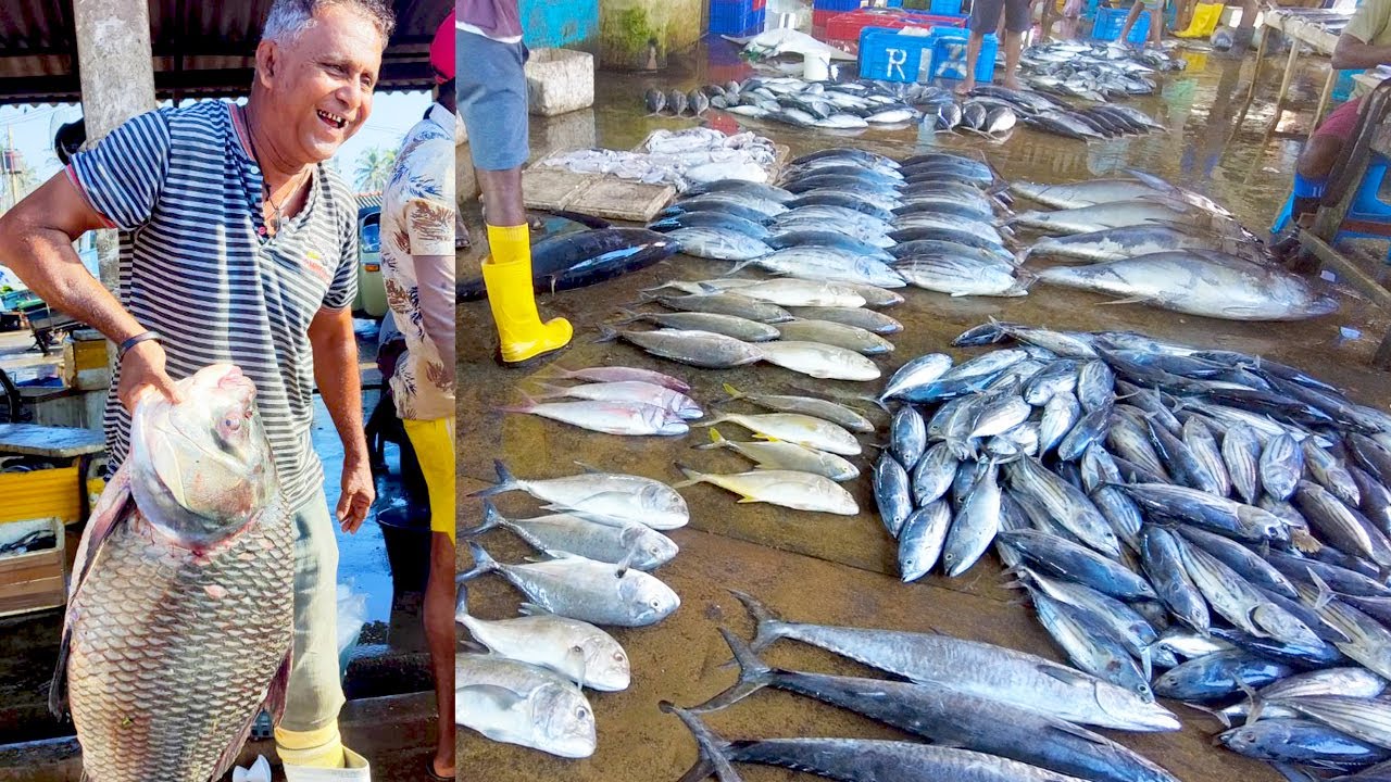 Check Out the Large Sea Food Market You've Never Seen | Halawatha Fish Market