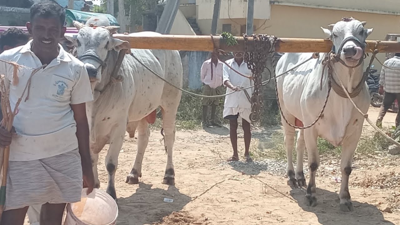 💥🌾14/02/2026 కడప జిల్లా నందలూరు మండలం పొత్తపి గ్రామంలో సేద్యపు ఎద్దుల విభాగంలో 5వ జత💥🌾