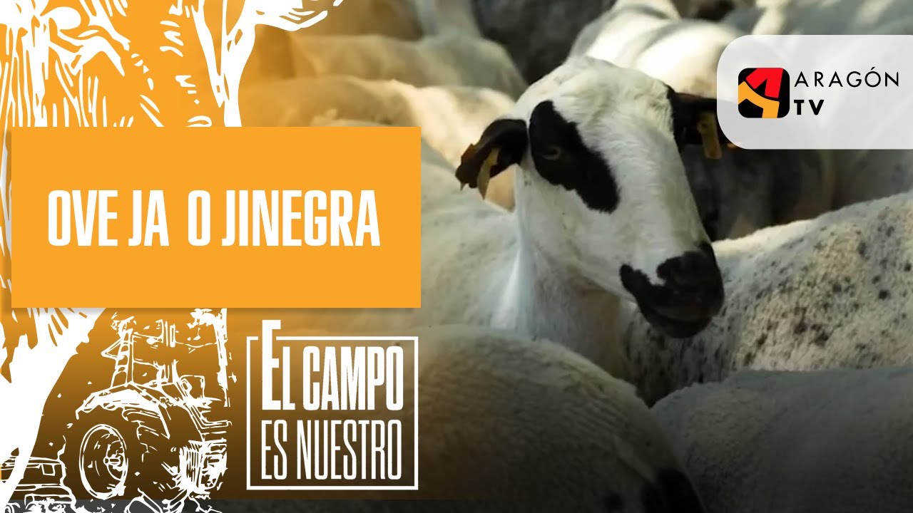 Oveja ojinegra, una raza aut&oacute;ctona de Teruel