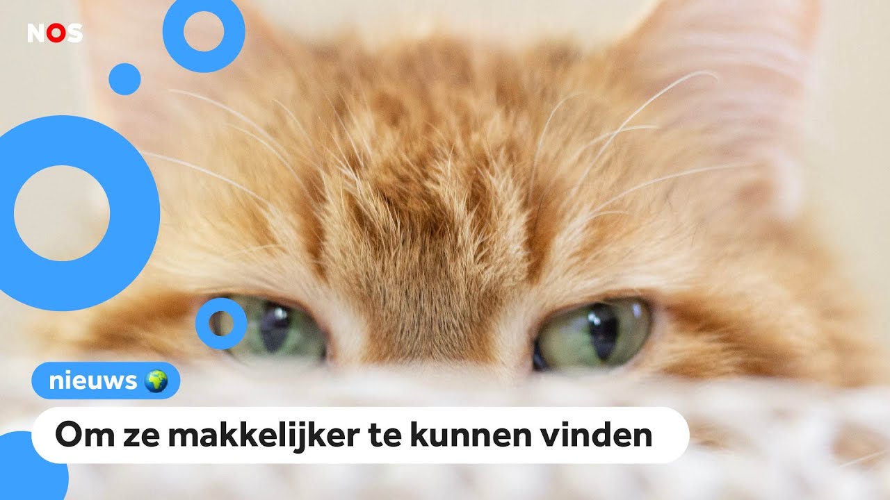 Katten moeten verplicht een chip krijgen
