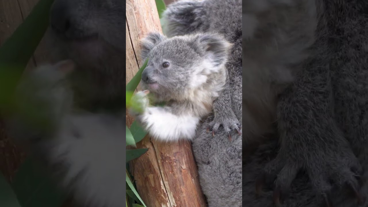 🐨 JONGE KOALA EET BLAADJES | Koalajong in Ouwehands Dierenpark
