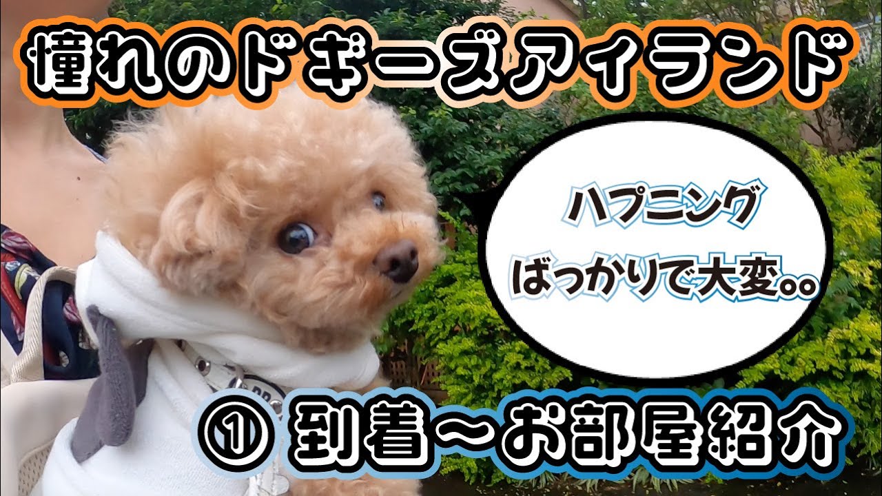 【お出掛け編】初！憧れのドギーズアイランドへ♡ ①（到着〜お部屋紹介まで）
