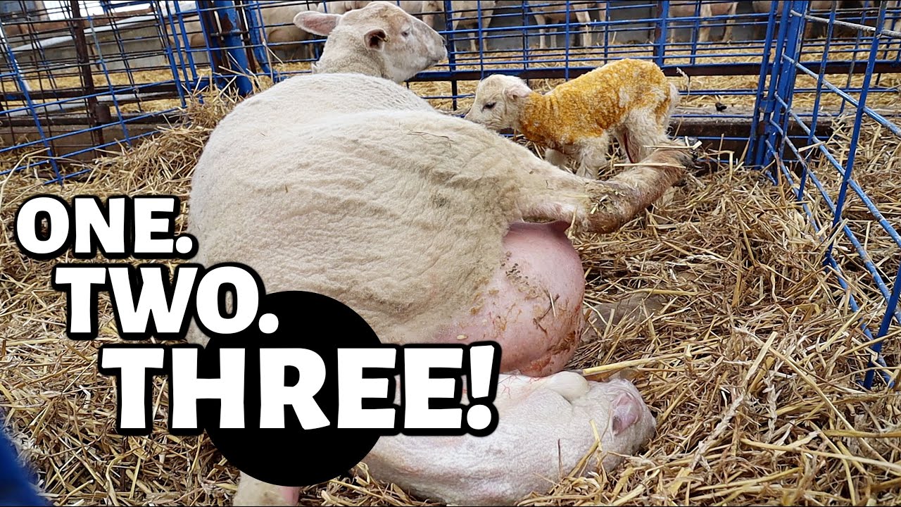 MAMA... count to THREE! 🤟| hired a nanny, fired a bus driver, and teaching sheep math. 😳 | Vlog 560