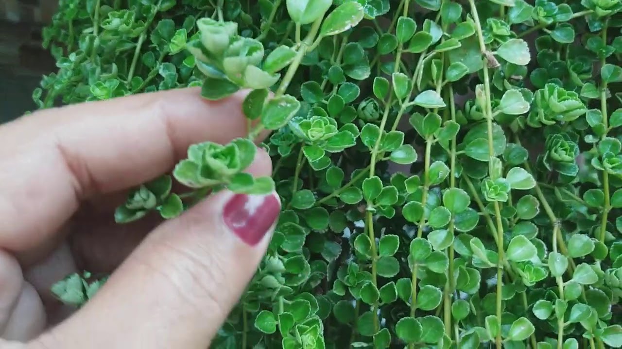 PLANTA PENDENTE.
