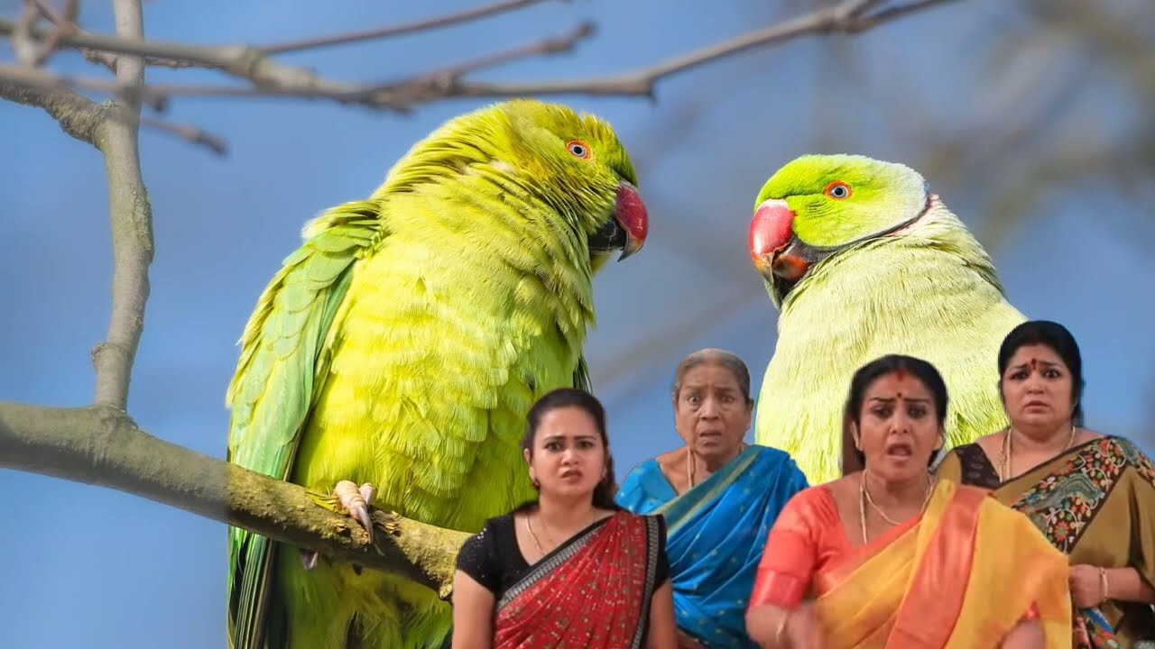 Chinna Marumagal | 3rd to 4th February 2026 Review | கரேக்ட்டாக உண்மையை கண்டறிந்த சேது