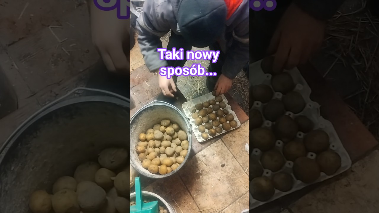Kartofle sadzeniaki inaczej 👍🙂