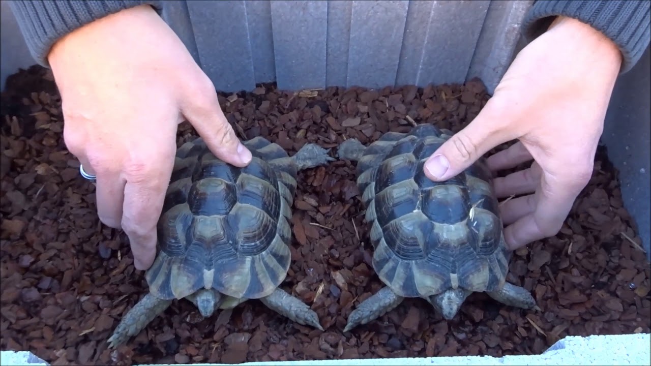 Hibernation de mes tortues de terre