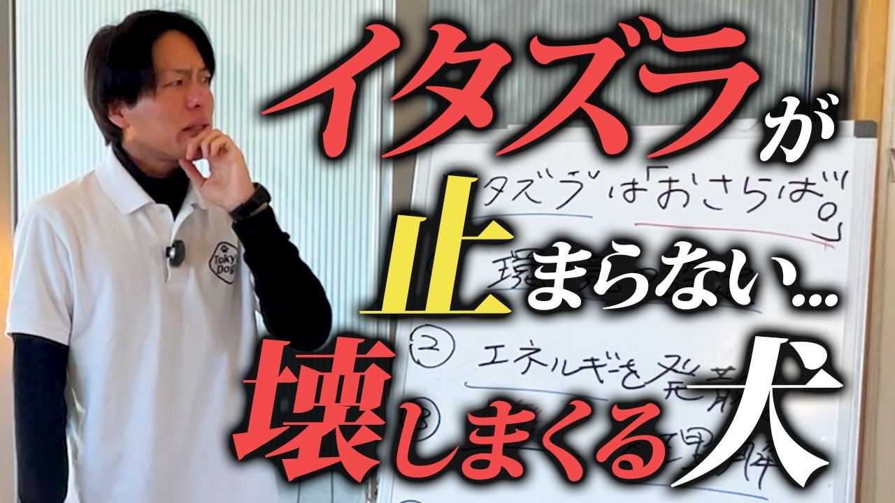 【プロが解説】イタズラが止まらない...物を壊しまくる犬はどう対処すればいい？