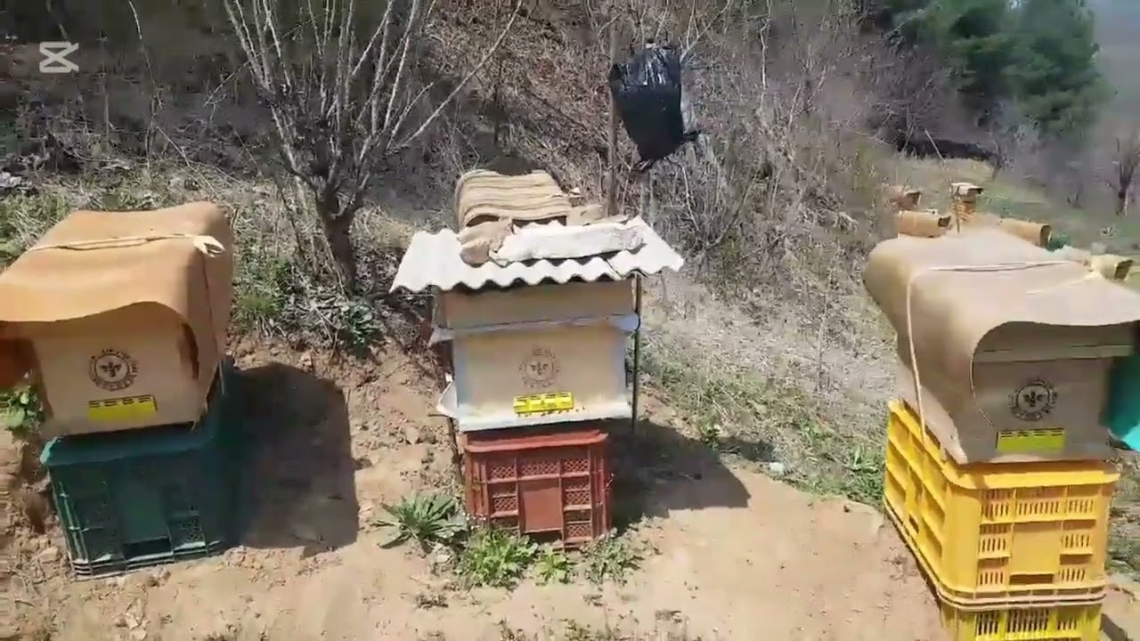 25년 토종벌 인공 분봉