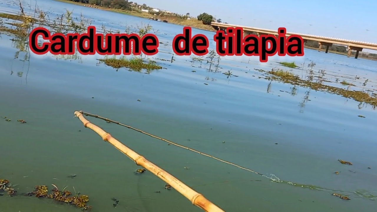 Pescaria de tilapias selvagens  cara tá maluco tem tilapia demais vamos soltar a metade.