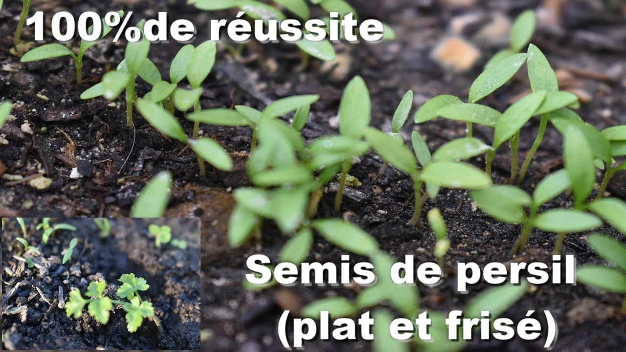 Ne Ratez Plus Vos Semis de Persil ! (Frisé & Plat, Techniques Sous Abri & Dehors) 100% de réussite!!
