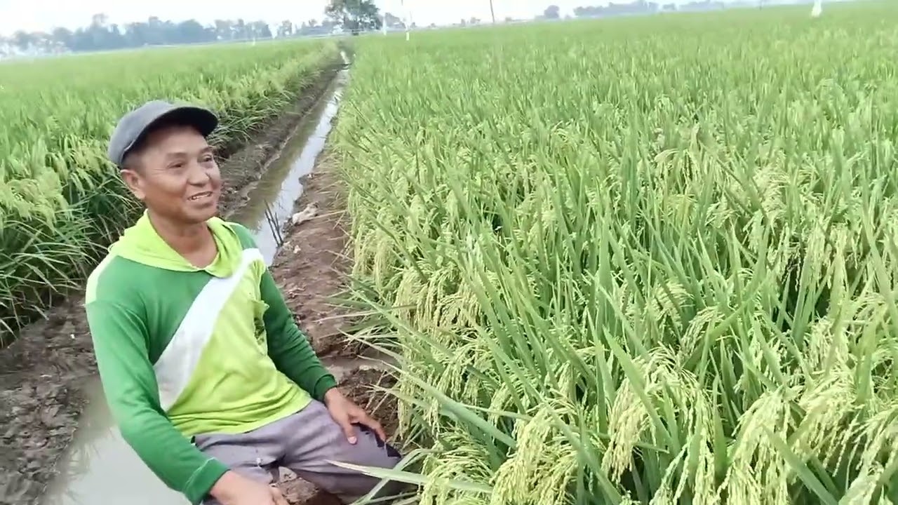 Petani krasak sidamulya,