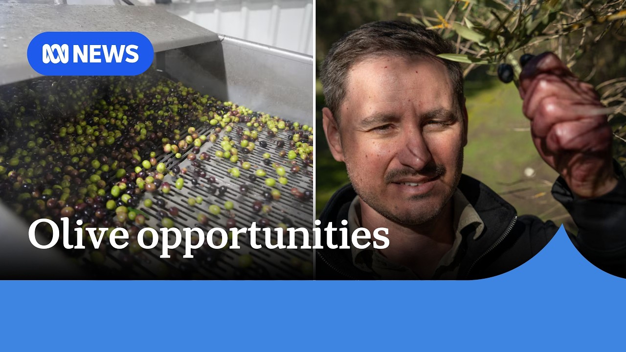 Olive growers excited as consumer demand rises, industry looks to expand | ABC NEWS