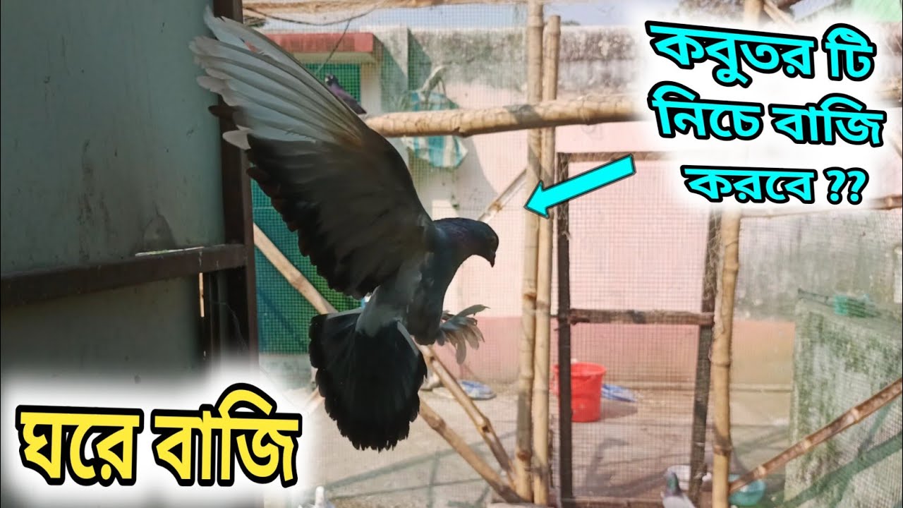 এ কেমন বাজি দেখে নিলাম আজকে 😱😱 । রাজশাহী কবুতর । 