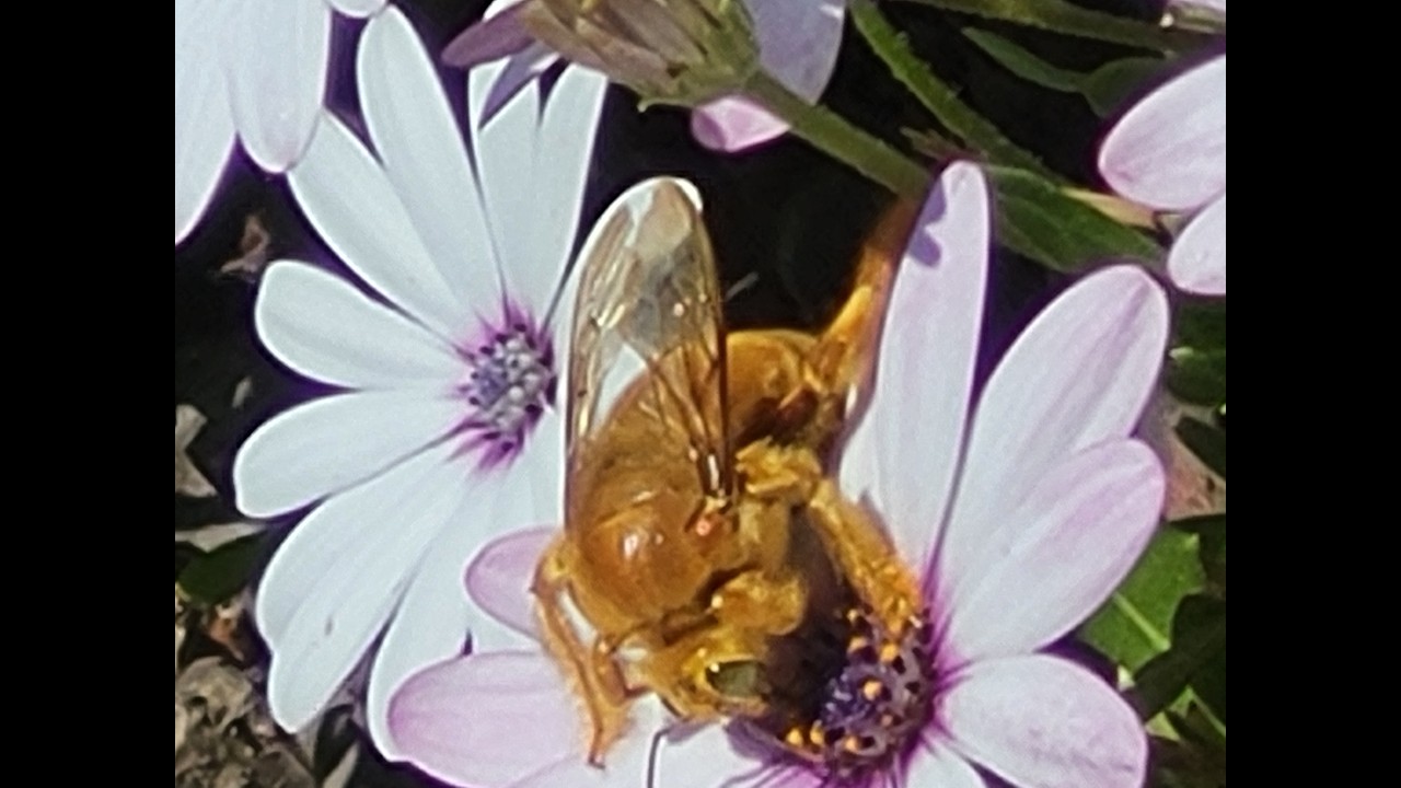 A World Without Bees (Community Service Project)