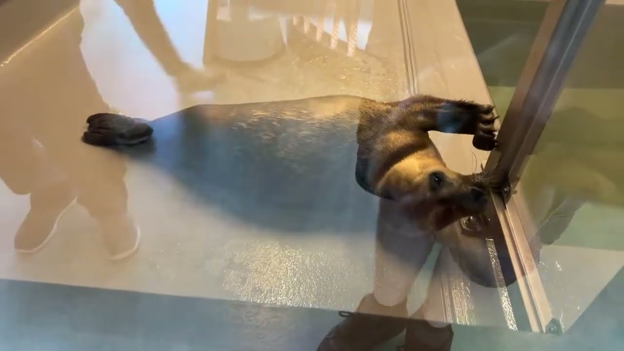 Печати в центре 🦭 - с Рафаэлем и Анни