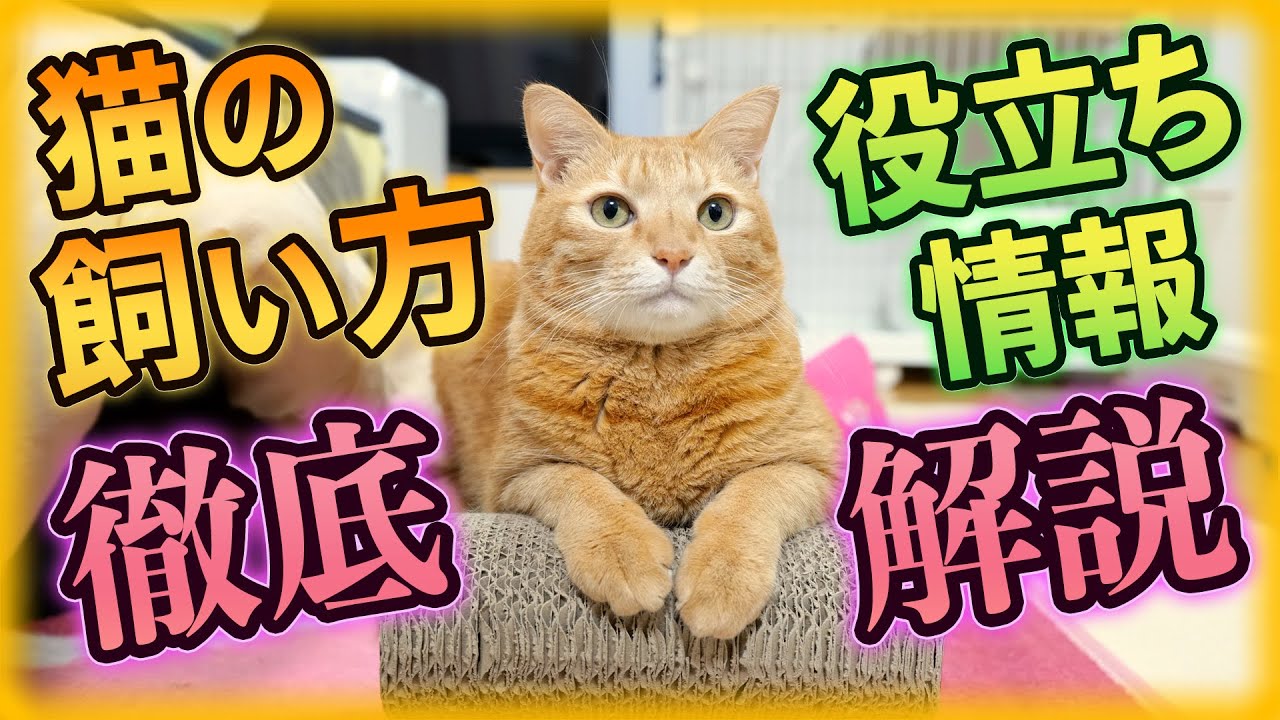 初めて猫を飼う方が知りたい情報全部入り