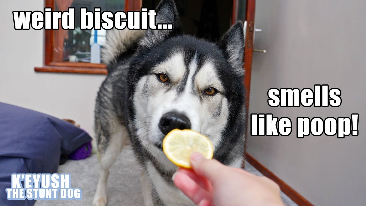 My Husky Reacts To Lemon AND Lime! He's Not Happy!