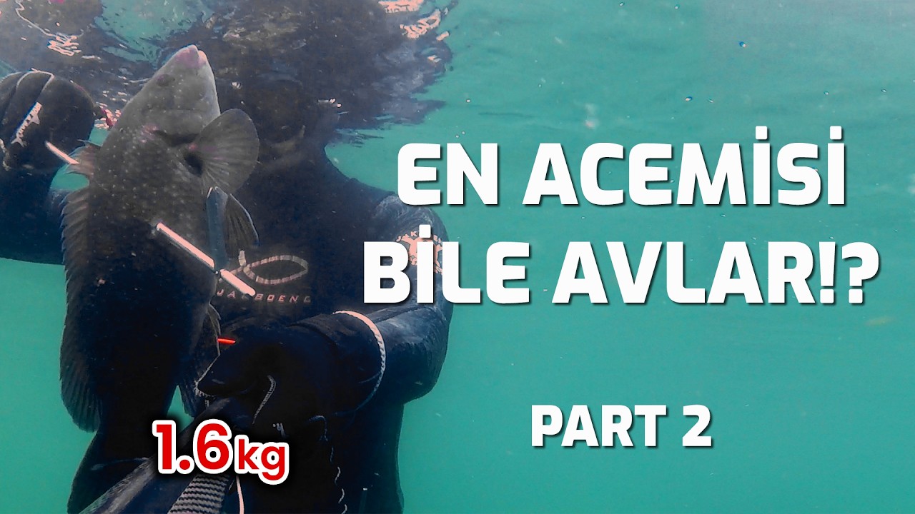 Zıpkınla Kikla Avı 2. Part - Sualtı Macerası ve Deniz Canlıları 🐟🤿 #spearfishing #fishing #fyp