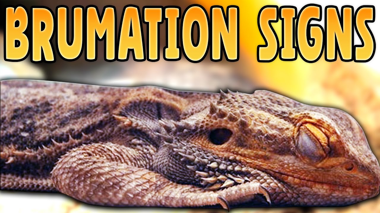 Bearded Dragon Brumation Signs! How Do I Know if My Bearded Dragon is Brumating?