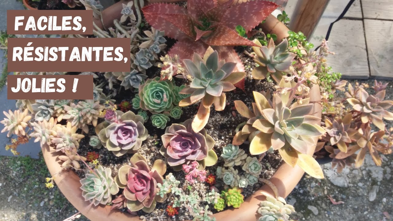 Succulentes faciles, résistantes et jolies/succulentes faciles à cultiver