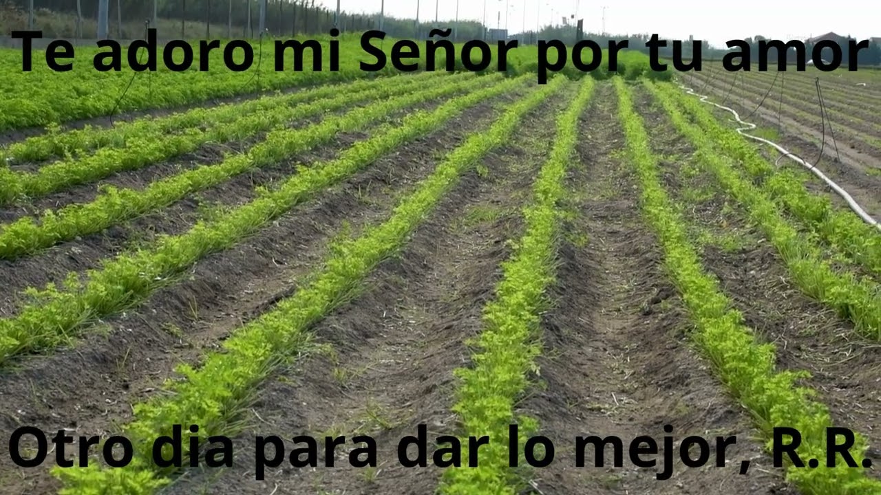 Fruto del campo