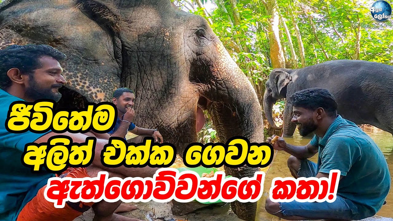 ජීවිතේම අලිත් එක්ක ගෙවන ඇත්ගොව්වන්ගේ කතා! - Elephant Bathing in Sri Lanka