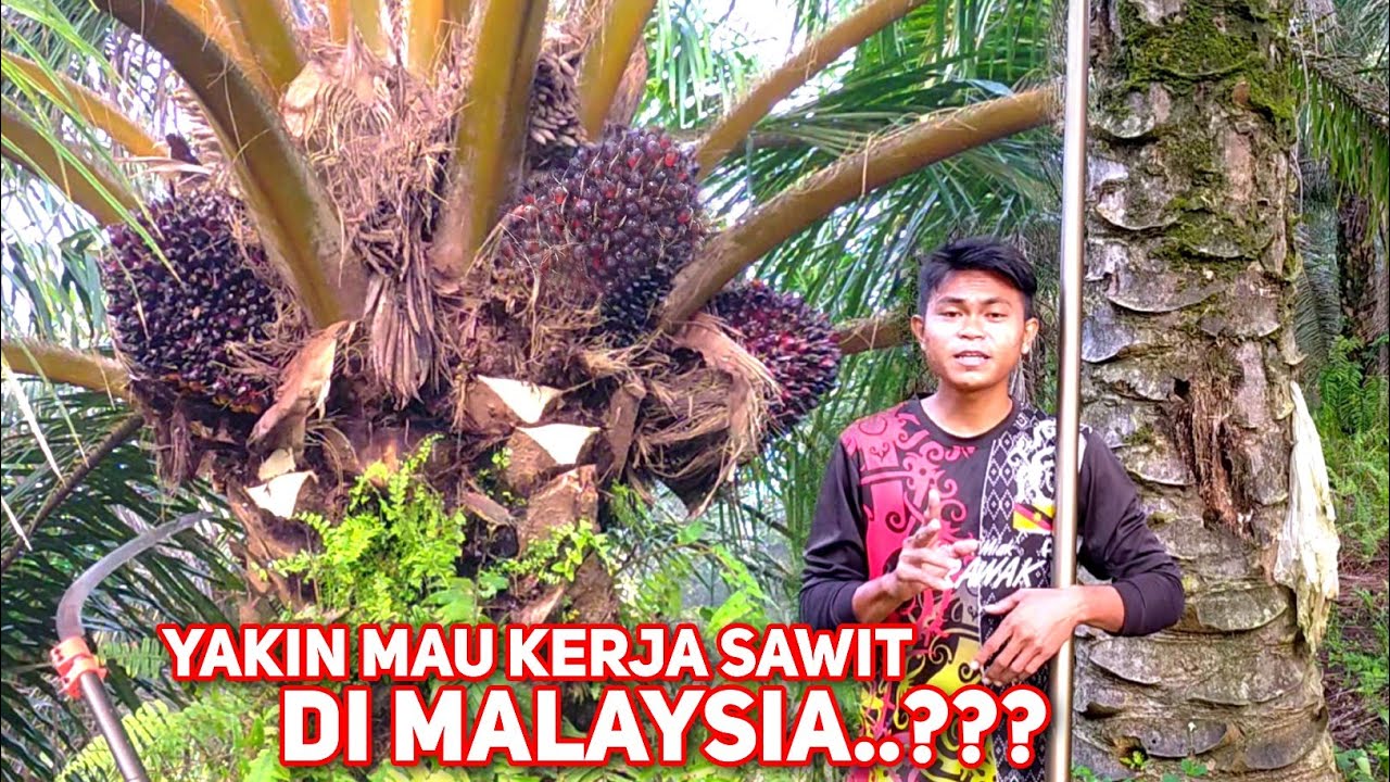 Beginilah Susah Senangnya Kerja Panen Sawit Di Malaysia