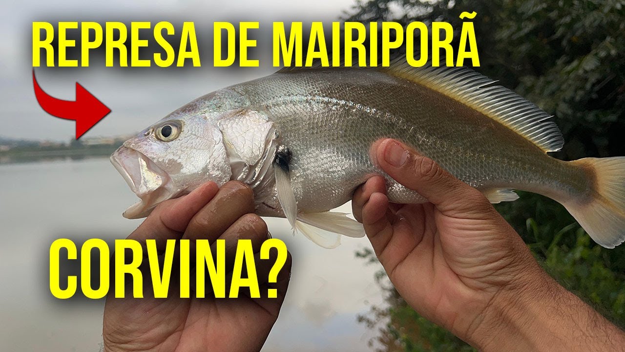 CORVINAS na Represa de MAIRIPORÃ, Melhor Pescaria!!!!