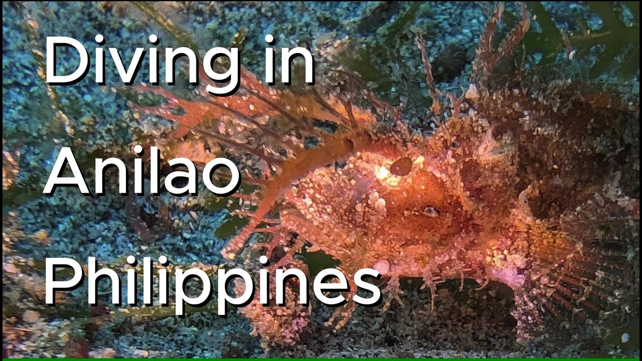 Anilao Diving, Philippines