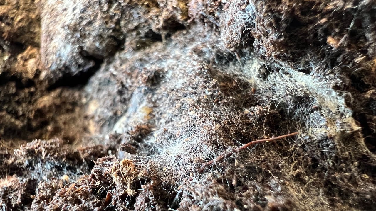 Reamending used soil with our products.