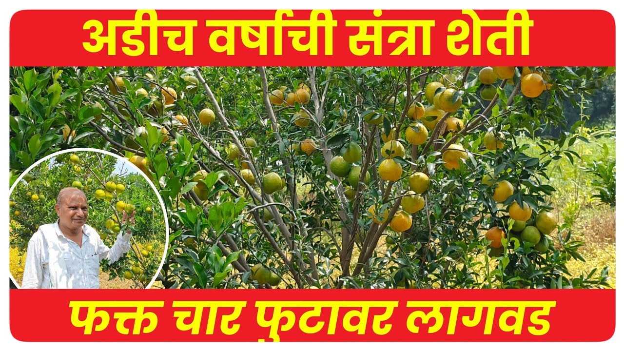 Santra Sheti : 16 बाय 4 लागवड करून विकसित केले नवे पीक तंत्रज्ञान लाखोचे उत्पन्न्न #gavran_90 
