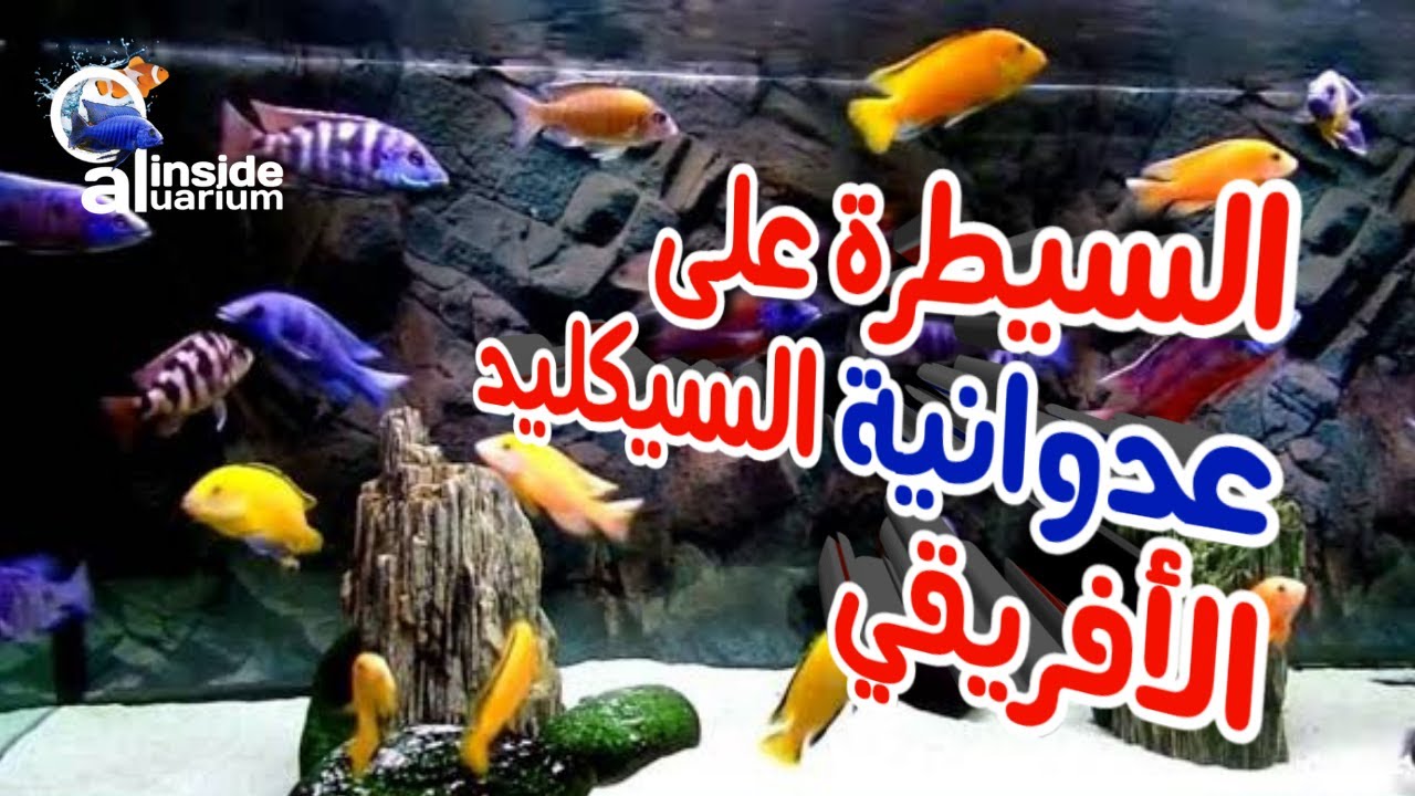 كيفية السيطرة على عدوانية السيكليد الأفريقي