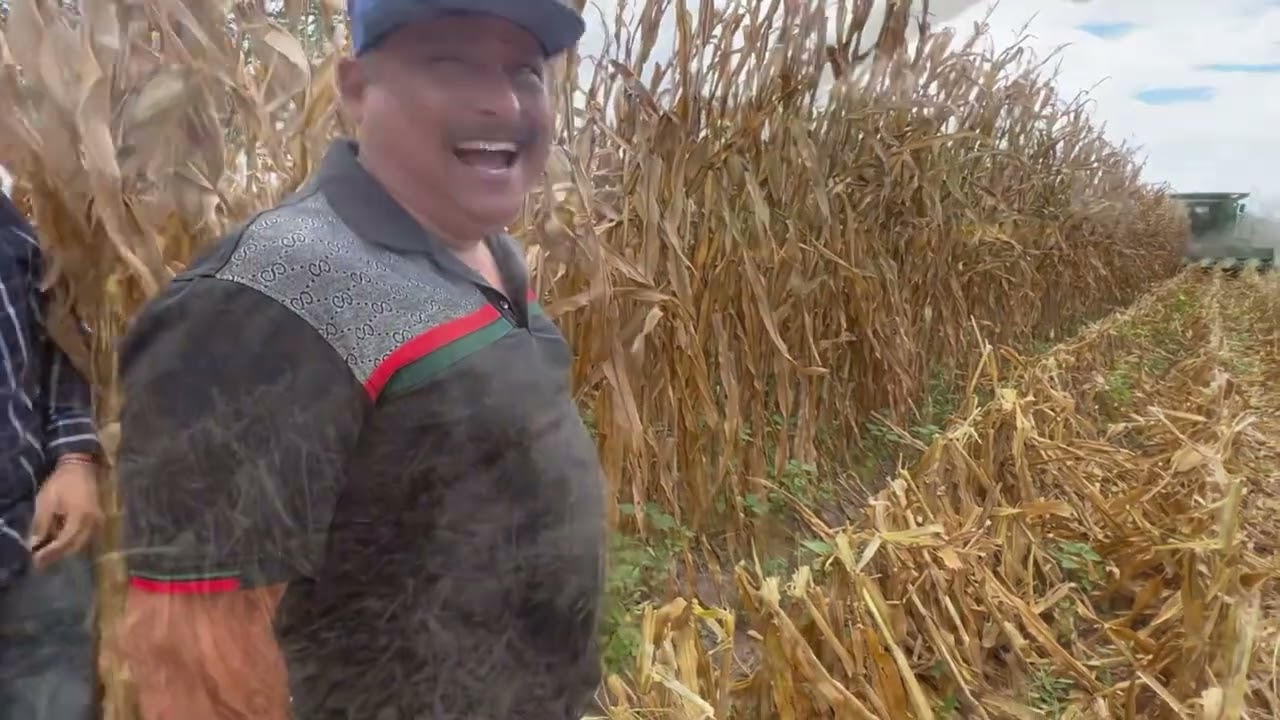 Trilla de maíz 🌽 hasta 5 mazorcas cada planta y este rendimiento tuvo en estas condiciones