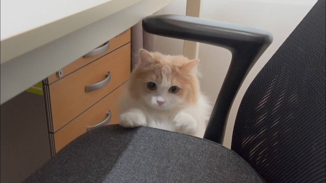 Я пошла на работу с ДиДи! (RUS SUB)