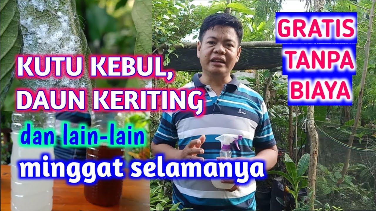 Dua Bahan Ini Ampuh Atasi Kutu Kebul Dan Daun Keriting