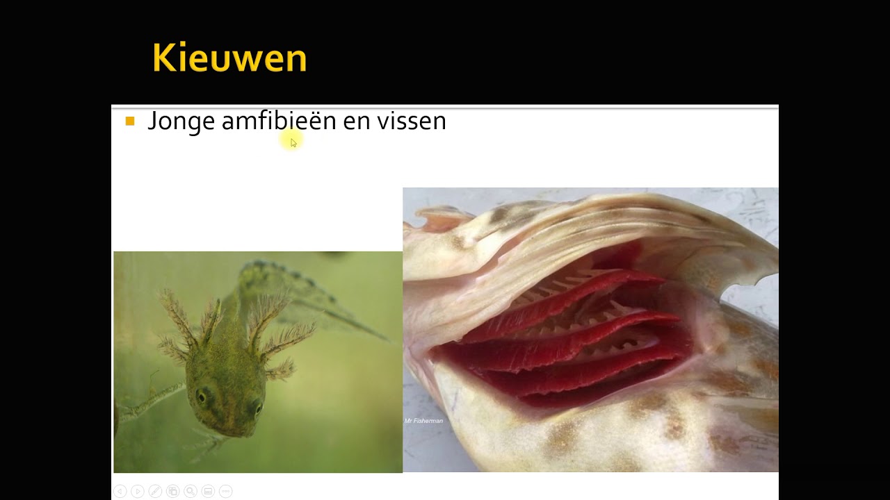 gaswisseling insecten en vissen