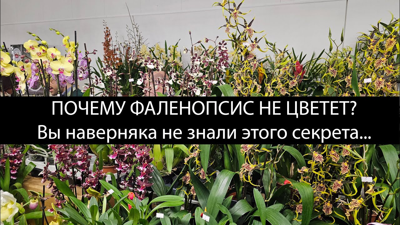Фаленопсис не цветет? Секреты о которых вы не знали..... #орхидеи #фаленопсис #орхидеяфаленопсис