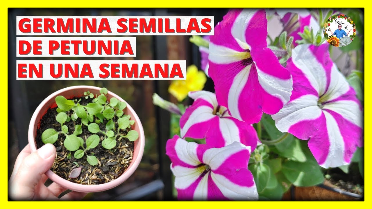 COMO GERMINAR SEMILLAS de la planta de PETUNIA EN POCOS DIAS - EL METODO CORRECTO | Gio de la Rosa