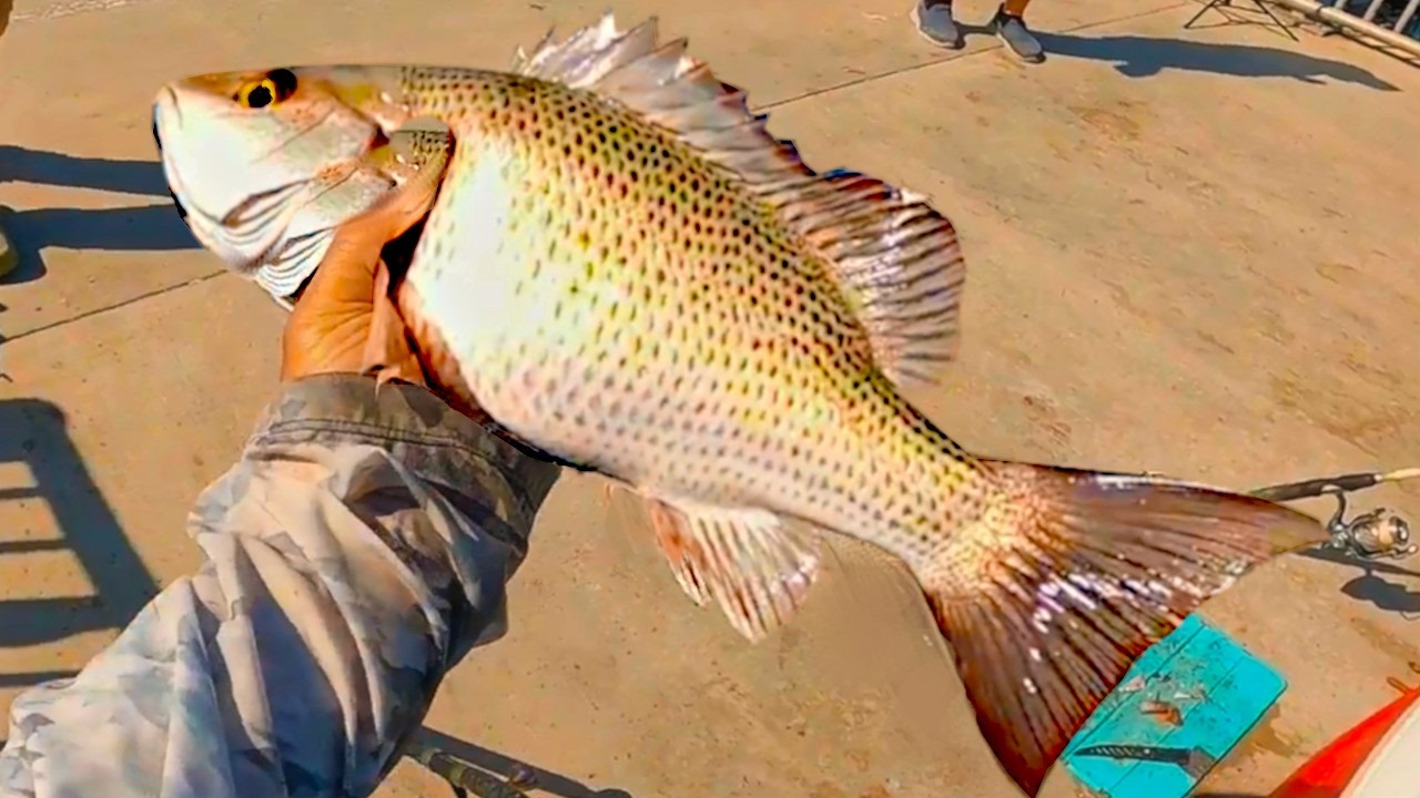 🎣 Best Florida Bridge Fishing EVER! | Long Key Bridge, Florida Keys 🐟