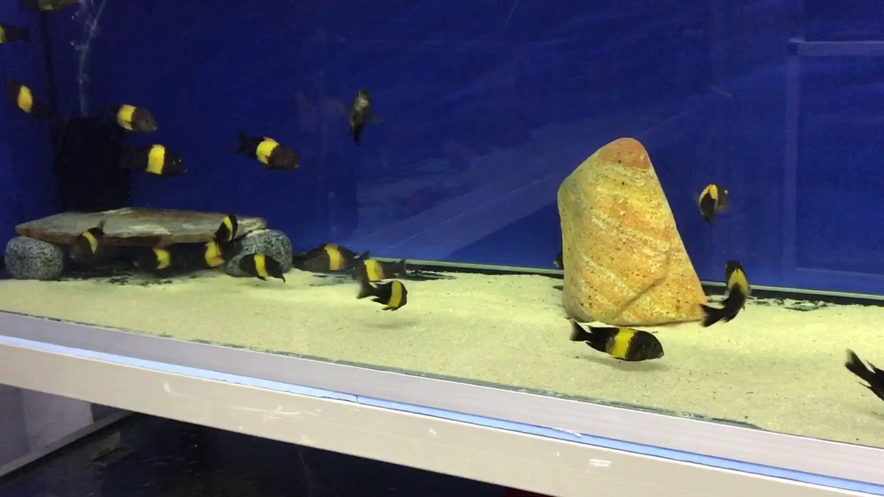 Kriza Black ( Kayseri tropheus evi)