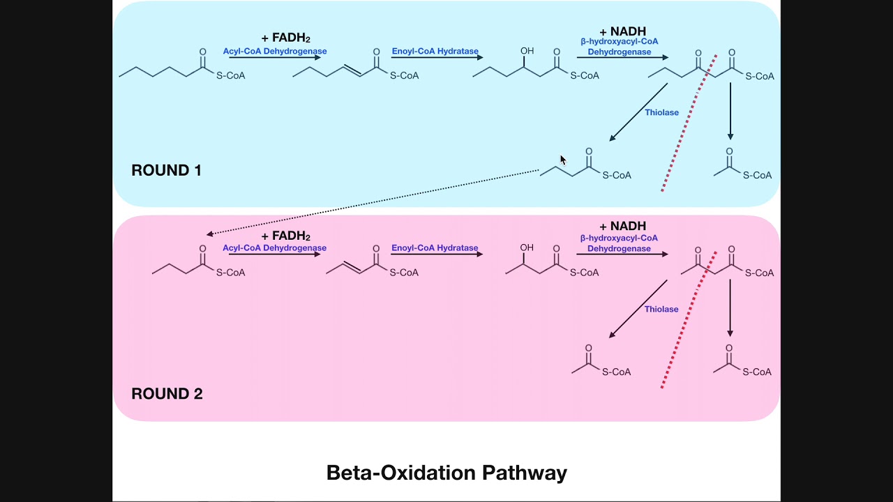 BASICS of Fatty Acid Metabolism [Part 2] | Beta-oxidation of Fatty Acids