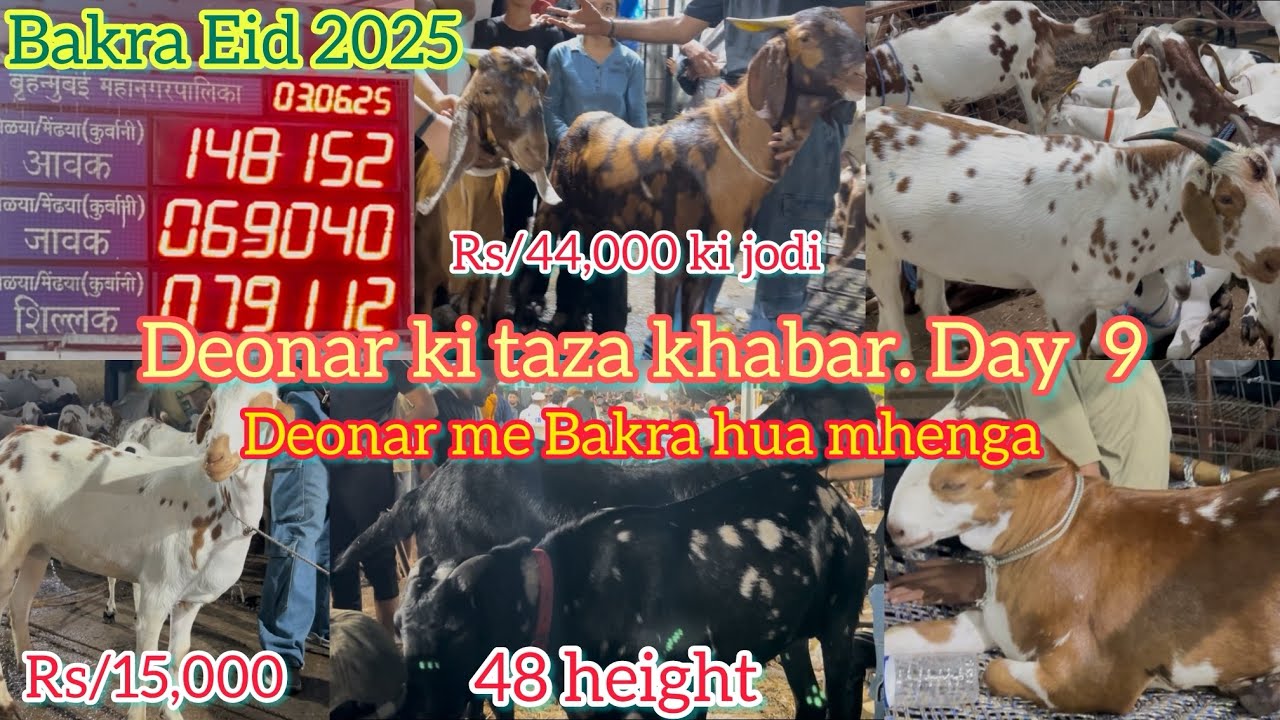 Deonar ki taza khabar | deonar me Bakra hua mhenga || Bakra Eid 2025 | Rizwanvlogs203 | live update